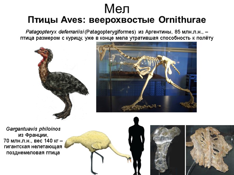 Мел Птицы Aves: веерохвостые Ornithurae Patagopteryx deferrariisi (Patagopterygiformes) из Аргентины, 85 млн.л.н., – птица